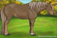 Horse Color:Chocolate Palomino 