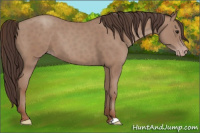 Horse Color:Classic Champagne 