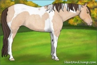 Horse Color:Amber Champagne Roan Tobiano