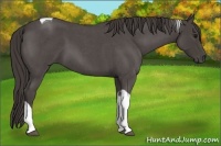 Horse Color:Smoky Blue Roan Tobiano 
