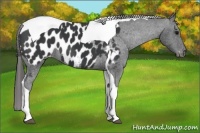 Horse Color:Black Tobiano Appaloosa
