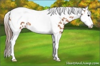 Horse Color:Bay Splash Tobiano Appaloosa