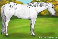Horse Color:Blue Roan Appaloosa 