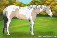 Horse Color:Bay Dun Splash Tobiano 