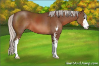 Horse Color:Silver Brown Sabino
