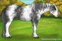 Horse Color:White Spotted Black 