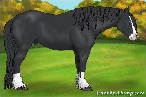 Horse Color: Black Splash 