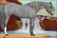 Horse Color:Black Appaloosa 