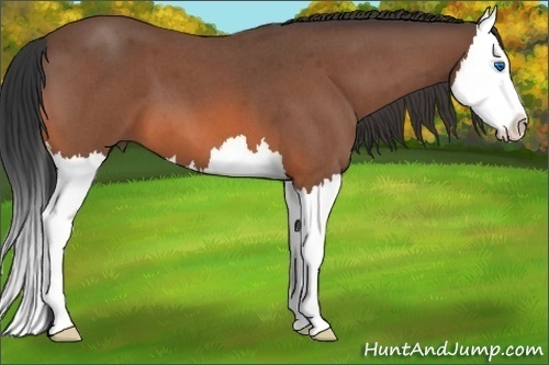 Horse Color:Bay Roan Splash 