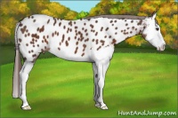 Horse Color:Liver Chestnut Splash Appaloosa 