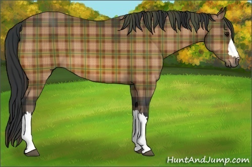 Horse Color:Plaid Bay