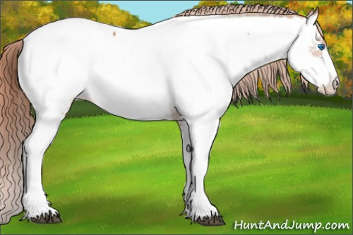 Horse Color: Chestnut Splash Near Fewspot 