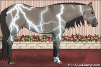 Horse Color:Buckskin Dun 