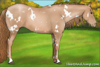 Horse Color:White Spotted Liver Chestnut Pearl 