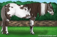 Horse Color:White Spotted Liver Chestnut Frame Rabicano 
