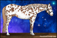 Horse Color:Liver Chestnut Frame Appaloosa 