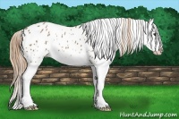 Horse Color:Chestnut Splash Appaloosa 