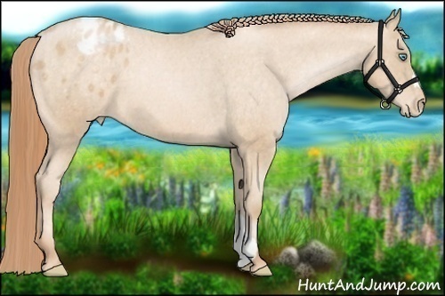 Horse Color:Buckskin Pearl Appaloosa 