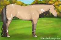 Horse Color:White Spotted Amber Champagne 
