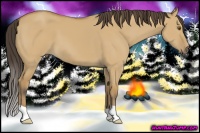 Horse Color:Buckskin Dun 