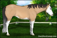 Horse Color:Bay Dun Splash