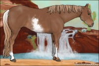 Horse Color:White Spotted Chestnut 