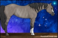 Horse Color:Grullo Rabicano 