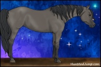 Horse Color:Grullo Rabicano 