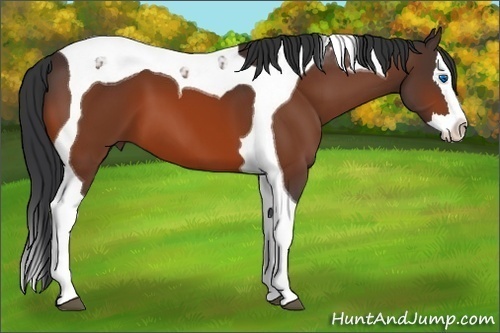 Horse Color: Bay Sabino Splash Tobiano 