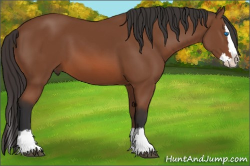 Horse Color: Bay Sabino Splash 