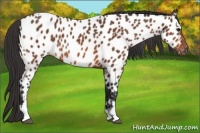 Horse Color:Bay Tobiano Near Leopard 