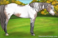 Horse Color:Bay Frame Snowcap