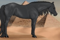 Horse Color:Black 