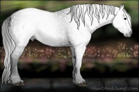Horse Color:Gray Smoky Black 