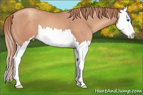 Horse Color: Gold Champagne Sabino Splash 