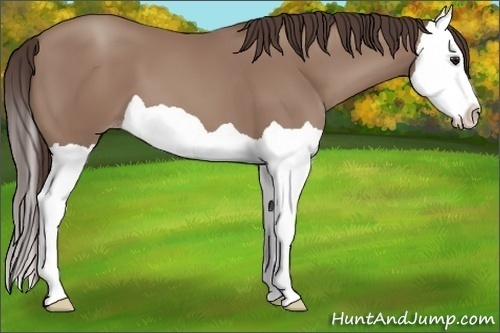 Horse Color: Classic Champagne Splash 