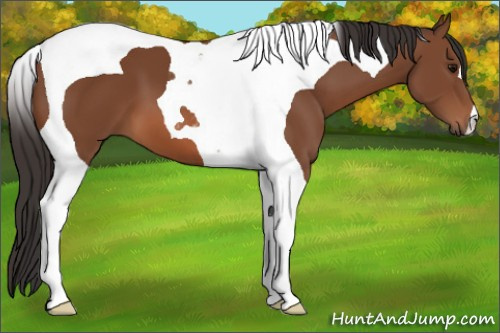 Horse Color: Bay Tobiano 