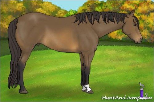 Horse Color: Buckskin 
