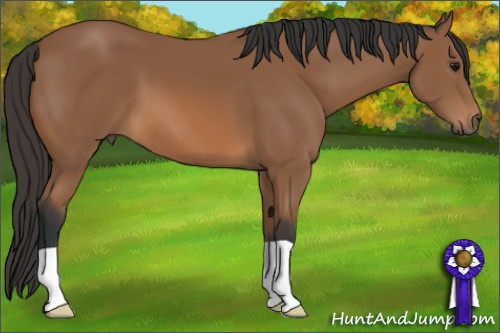 Horse Color: Bay 