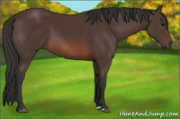 Horse Color:Brown 