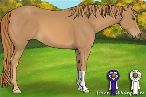 Horse Color: Chestnut 