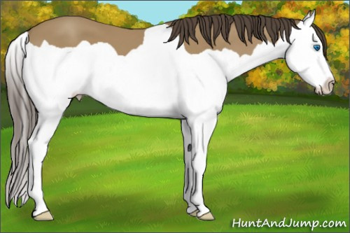 Horse Color: Classic Cream Champagne Splash 