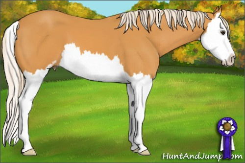 Horse Color: Palomino Sabino Splash 