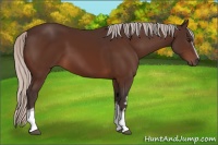 Horse Color:White Spotted Silver Bay 