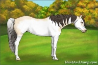 Horse Color:Buckskin Roan Dun Splash Frame 