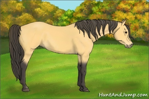 Horse Color: Buckskin 