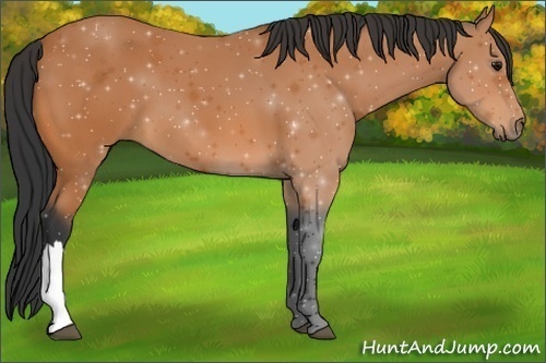 Horse Color: Bay 