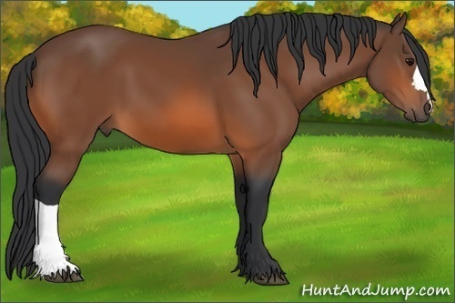 Horse Color: Bay 