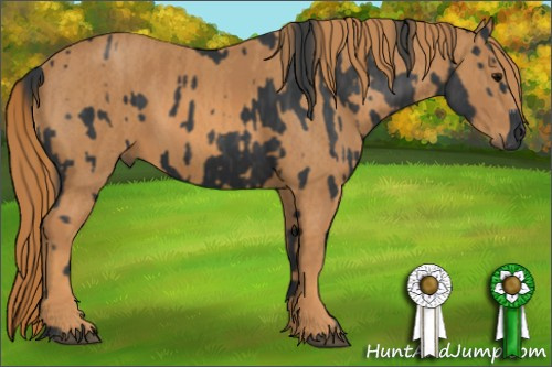 Horse Color: Black  Brindle