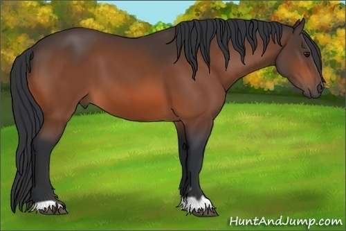 Horse Color: Bay 